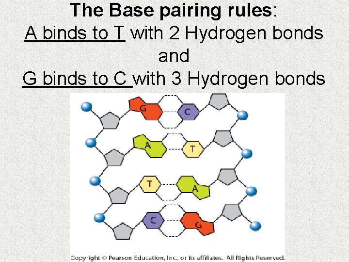 The Base pairing rules: A binds to T with 2 Hydrogen bonds and G