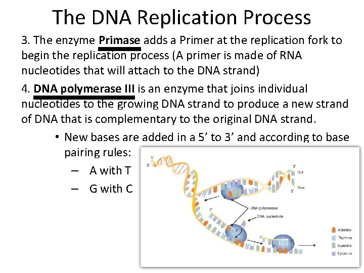 The DNA Replication Process 3. The enzyme Primase adds a Primer at the replication