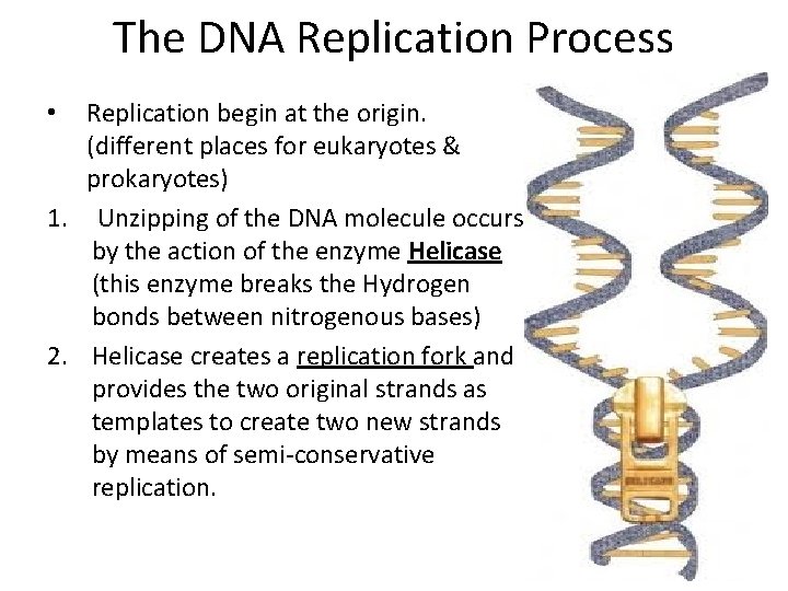 The DNA Replication Process Replication begin at the origin. (different places for eukaryotes &