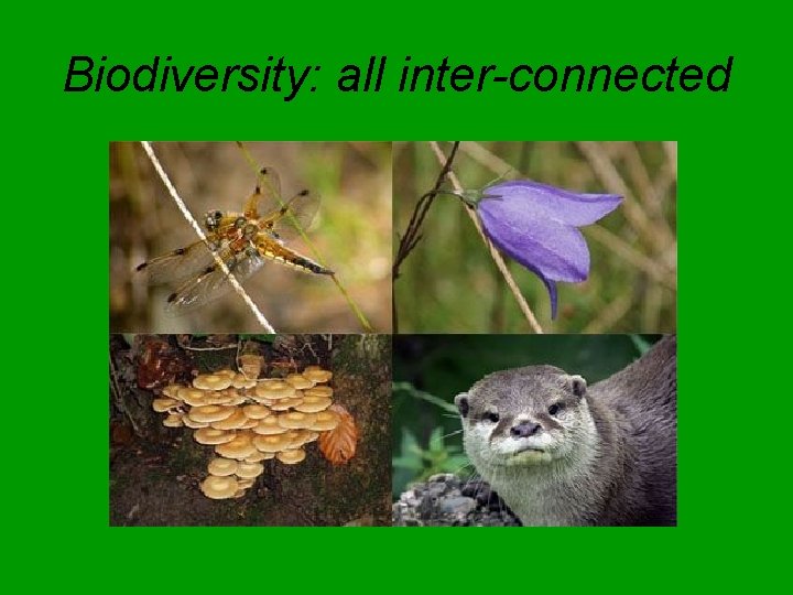 Biodiversity: all inter-connected 