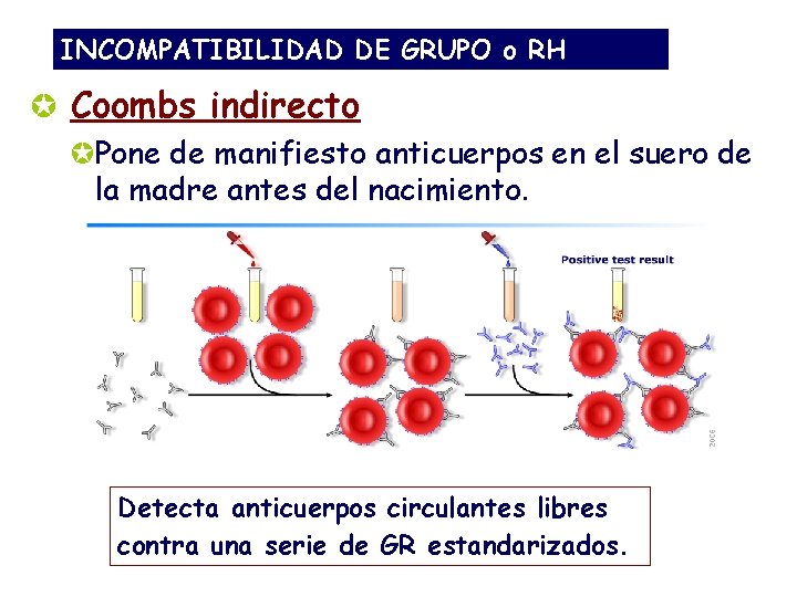INCOMPATIBILIDAD DE GRUPO o RH µ Coombs indirecto µPone de manifiesto anticuerpos en el INCOMPATIBILIDAD DE GRUPO o RH µ Coombs indirecto µPone de manifiesto anticuerpos en el