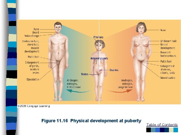 Figure 11. 16 Physical development at puberty Table of Contents 