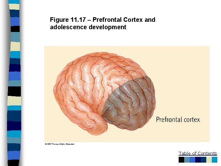 Figure 11. 17 – Prefrontal Cortex and adolescence development Table of Contents 