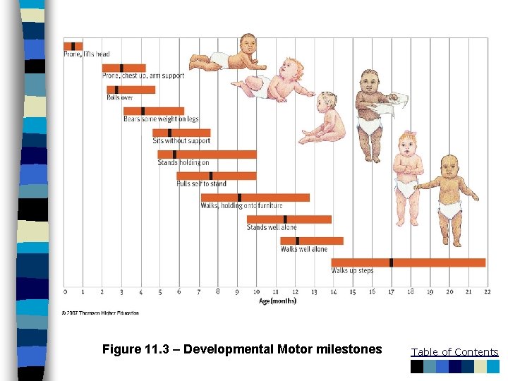 Figure 11. 3 – Developmental Motor milestones Table of Contents 