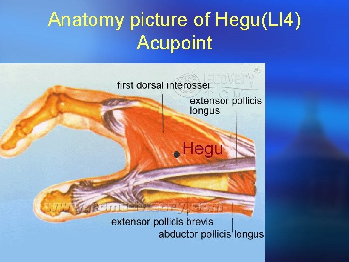 Anatomy picture of Hegu(LI 4) Acupoint 