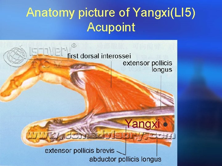 Anatomy picture of Yangxi(LI 5) Acupoint 