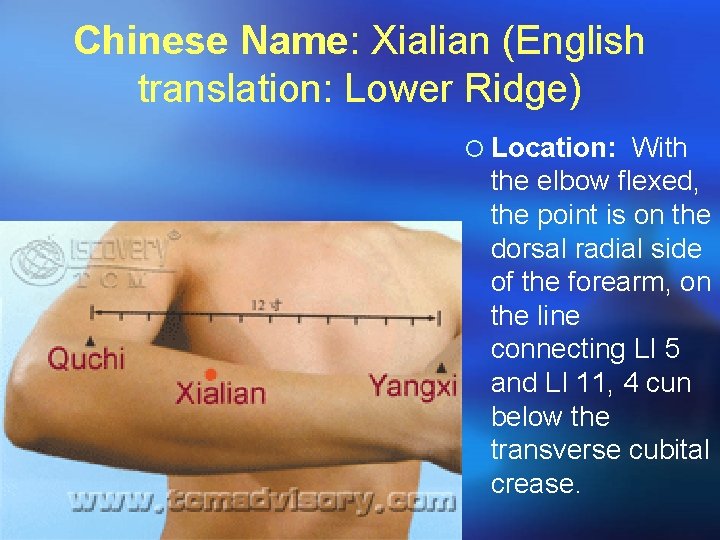 Chinese Name: Xialian (English translation: Lower Ridge) ¡ Location: With the elbow flexed, the