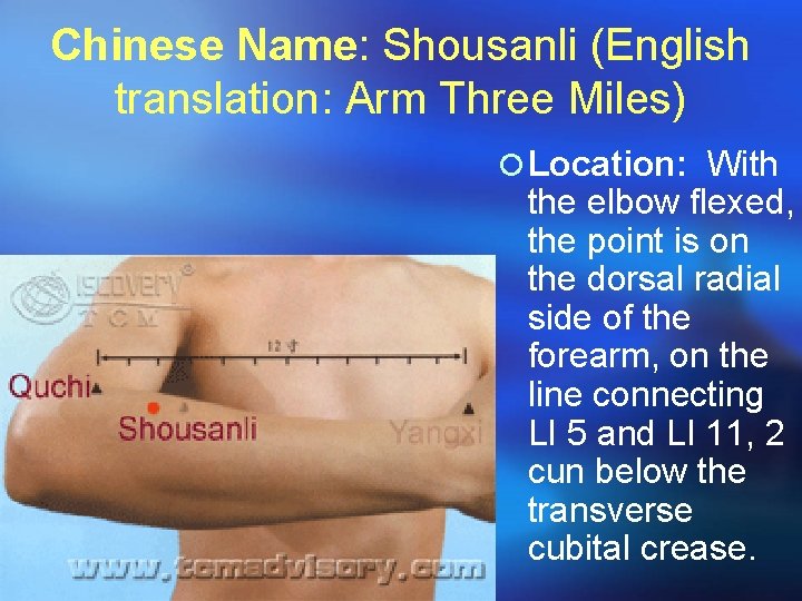 Chinese Name: Shousanli (English translation: Arm Three Miles) ¡ Location: With the elbow flexed,