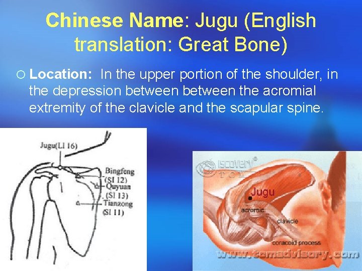 Chinese Name: Jugu (English translation: Great Bone) ¡ Location: In the upper portion of
