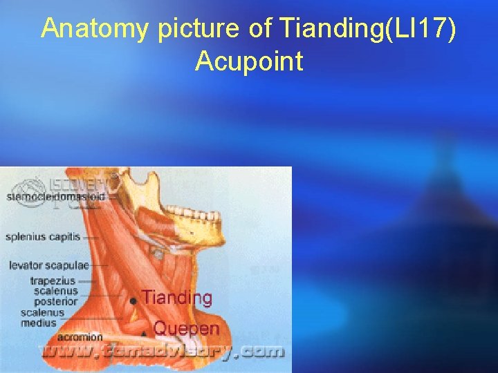 Anatomy picture of Tianding(LI 17) Acupoint 