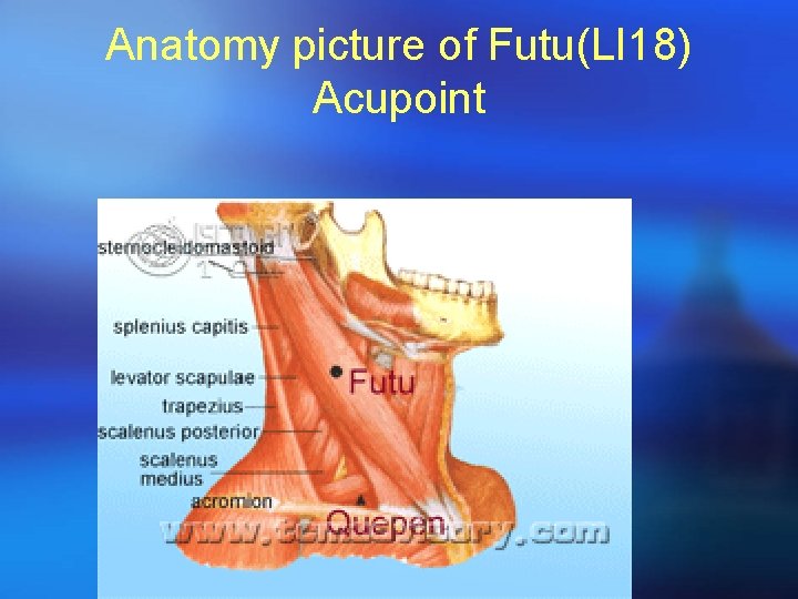 Anatomy picture of Futu(LI 18) Acupoint 