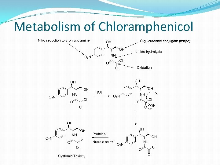 Metabolism of Chloramphenicol 