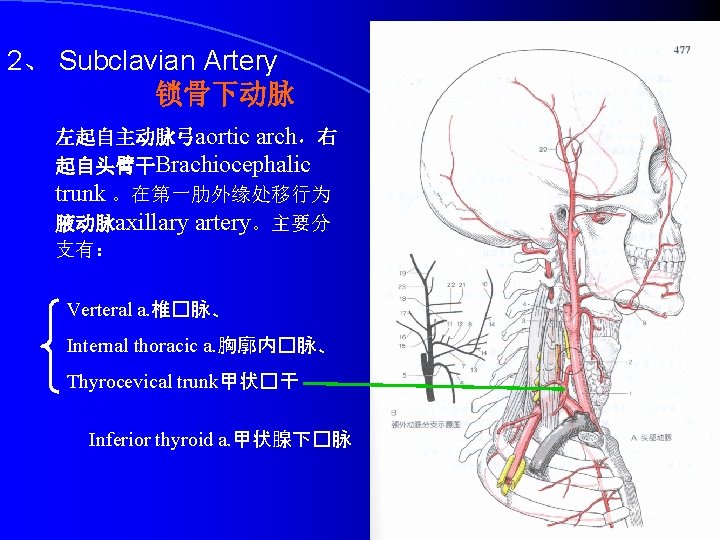 2、 Subclavian Artery 锁骨下动脉 左起自主动脉弓aortic arch，右 起自头臂干Brachiocephalic trunk 。在第一肋外缘处移行为 腋动脉axillary artery。主要分 支有： Verteral a.