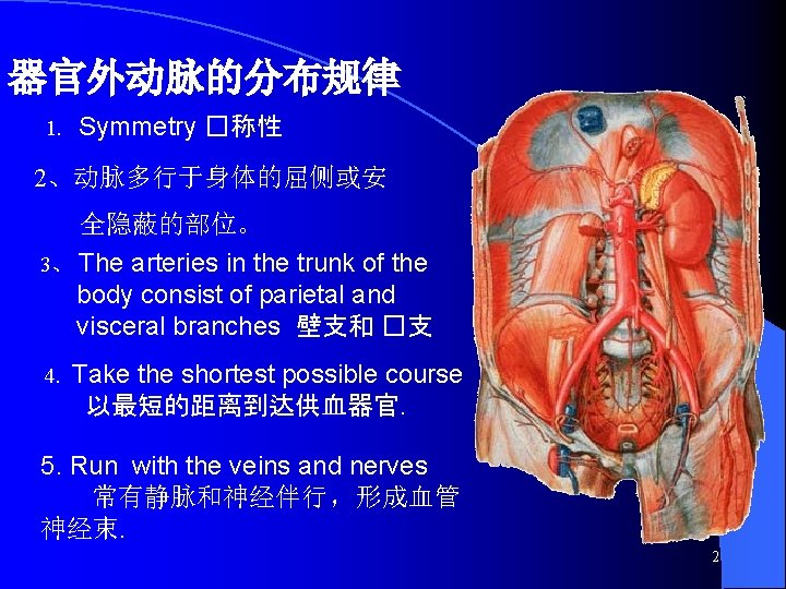器官外动脉的分布规律 1. Symmetry �称性 2、动脉多行于身体的屈侧或安 全隐蔽的部位。 3、 The arteries in the trunk of the