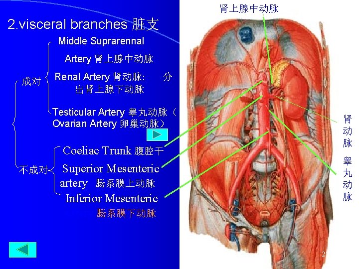 肾上腺中动脉 2. visceral branches 脏支 Middle Suprarennal Artery 肾上腺中动脉 成对 Renal Artery 肾动脉: 出肾上腺下动脉