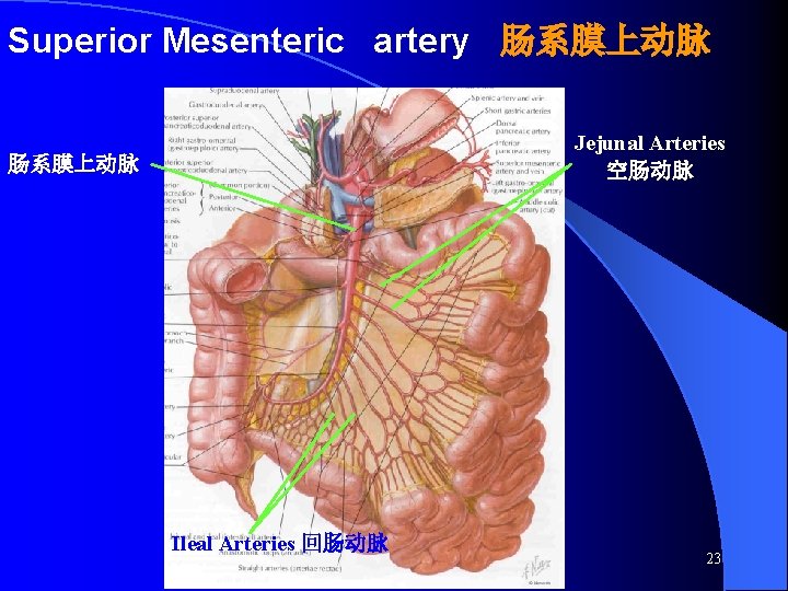 Superior Mesenteric artery 肠系膜上动脉 Jejunal Arteries 空肠动脉 肠系膜上动脉 Ileal Arteries 回肠动脉 23 