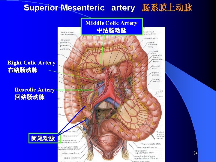 Superior Mesenteric artery 肠系膜上动脉 Middle Colic Artery 中结肠动脉 Right Colic Artery 右结肠动脉 Ileocolic Artery