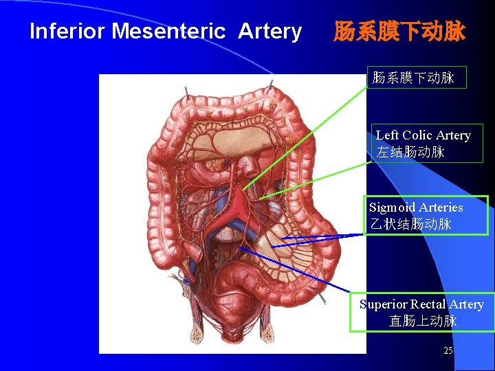 Inferior Mesenteric Artery 肠系膜下动脉 Left Colic Artery 左结肠动脉 Sigmoid Arteries 乙状结肠动脉 Superior Rectal Artery