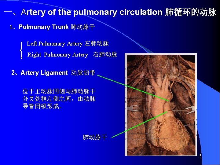 一、Artery of the pulmonary circulation 肺循环的动脉 1、Pulmonary Trunk 肺动脉干 Left Pulmonary Artery 左肺动脉 Right