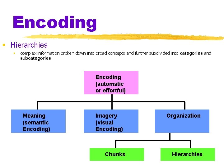 Encoding § Hierarchies § complex information broken down into broad concepts and further subdivided