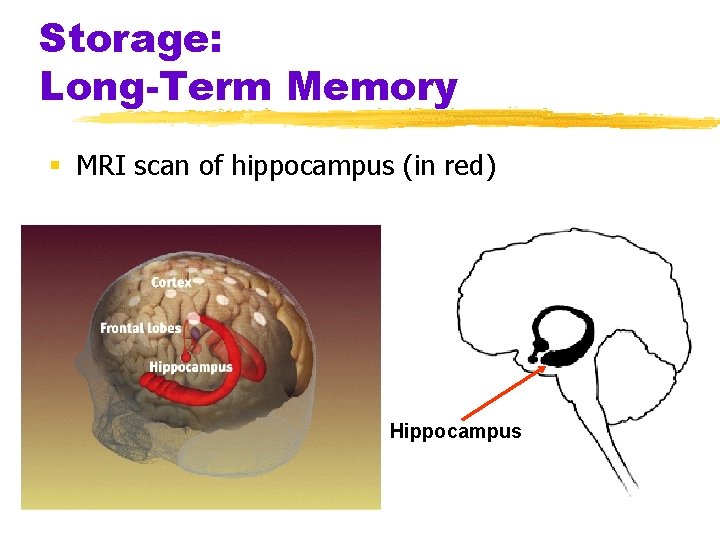 Storage: Long-Term Memory § MRI scan of hippocampus (in red) Hippocampus 