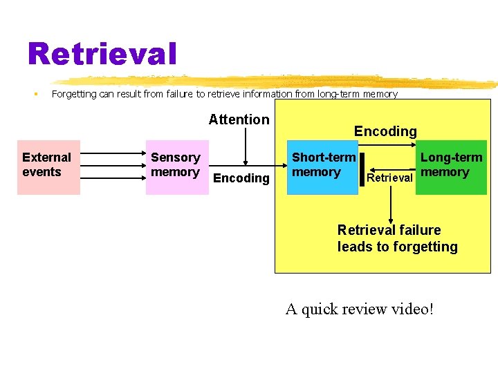Retrieval § Forgetting can result from failure to retrieve information from long-term memory Attention