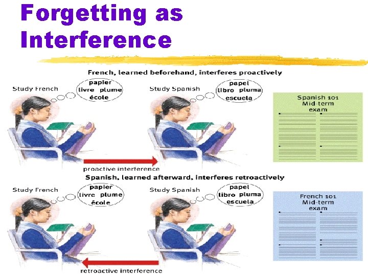 Forgetting as Interference 