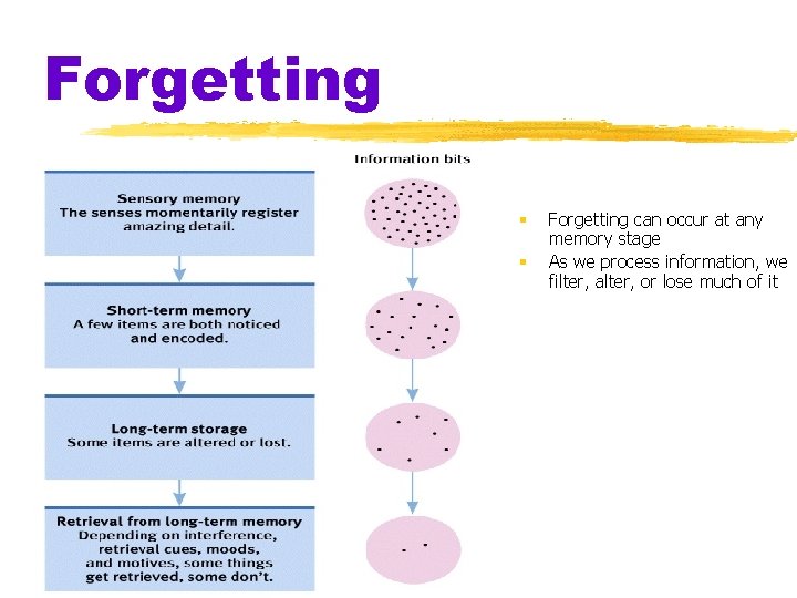 Forgetting § § Forgetting can occur at any memory stage As we process information,