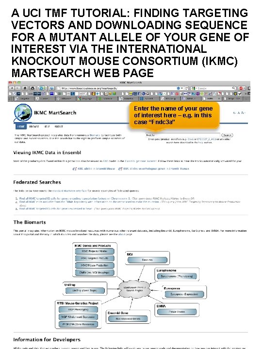 A UCI TMF TUTORIAL: FINDING TARGETING VECTORS AND DOWNLOADING SEQUENCE FOR A MUTANT ALLELE