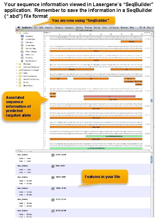 Your sequence information viewed in Lasergene’s “Seq. Builder” application. Remember to save the information