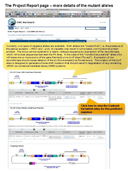 The Project Report page – more details of the mutant alleles Currently, two types