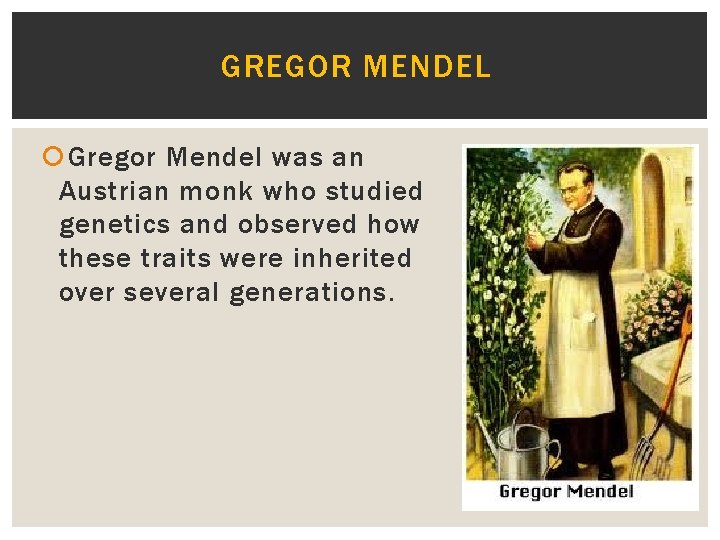 GREGOR MENDEL Gregor Mendel was an Austrian monk who studied genetics and observed how