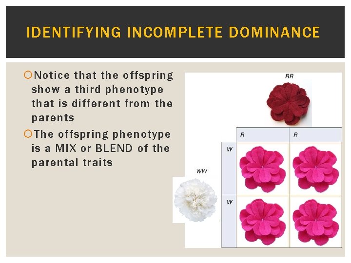 IDENTIFYING INCOMPLETE DOMINANCE Notice that the offspring show a third phenotype that is different