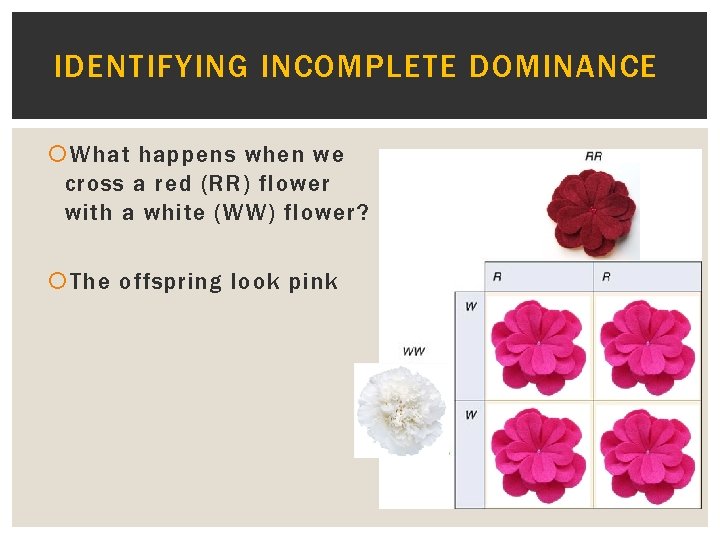 IDENTIFYING INCOMPLETE DOMINANCE What happens when we cross a red (RR) flower with a