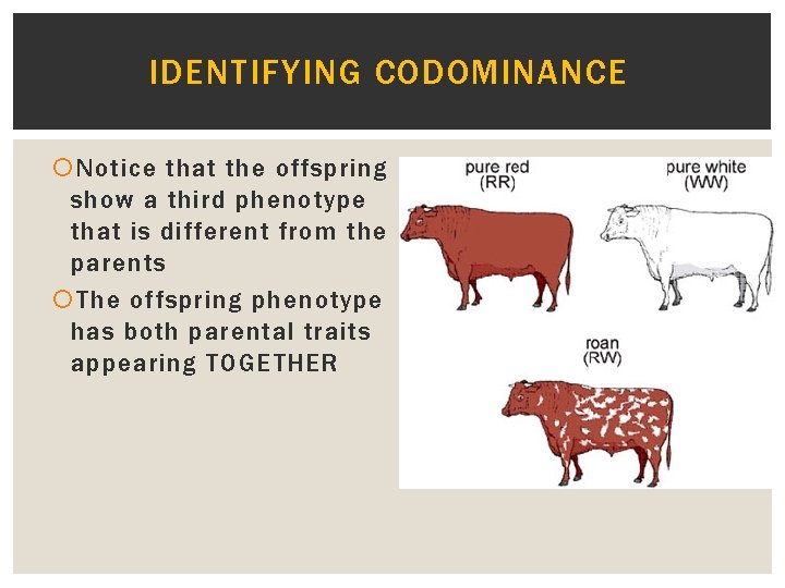 IDENTIFYING CODOMINANCE Notice that the offspring show a third phenotype that is different from