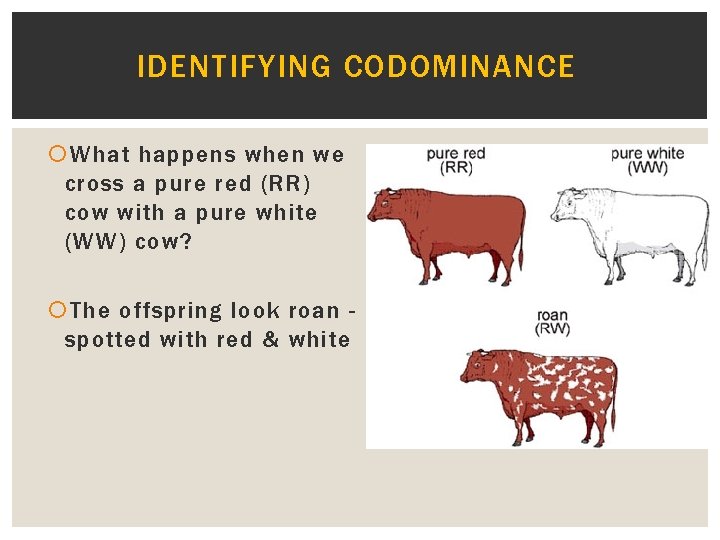 IDENTIFYING CODOMINANCE What happens when we cross a pure red (RR) cow with a