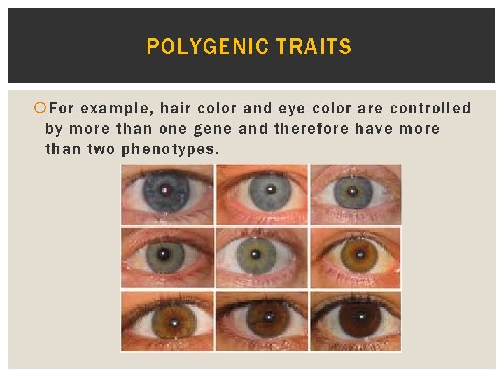 POLYGENIC TRAITS For example, hair color and eye color are controlled by more than