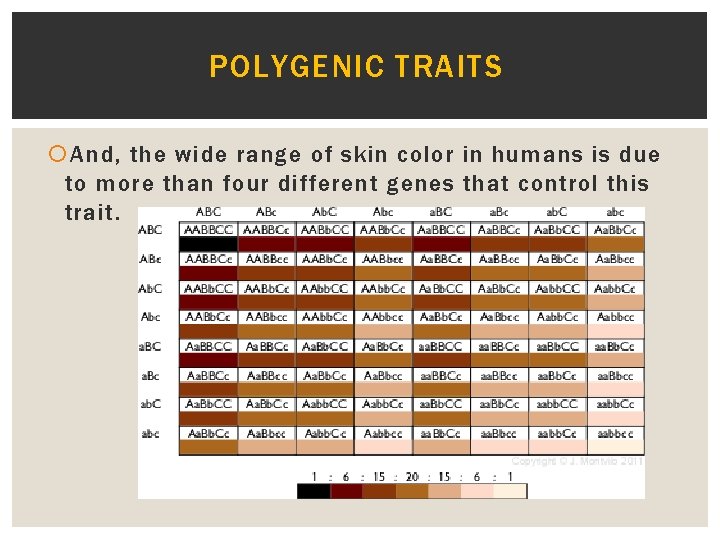 POLYGENIC TRAITS And, the wide range of skin color in humans is due to