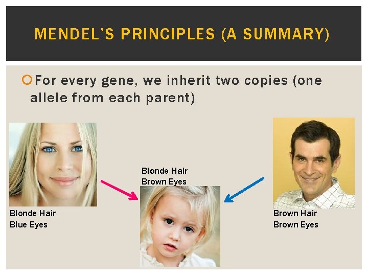 MENDEL’S PRINCIPLES (A SUMMARY) For every gene, we inherit two copies (one allele from