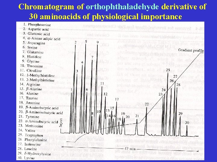 Chromatogram of orthophthaladehyde derivative of 30 aminoacids of physiological importance 