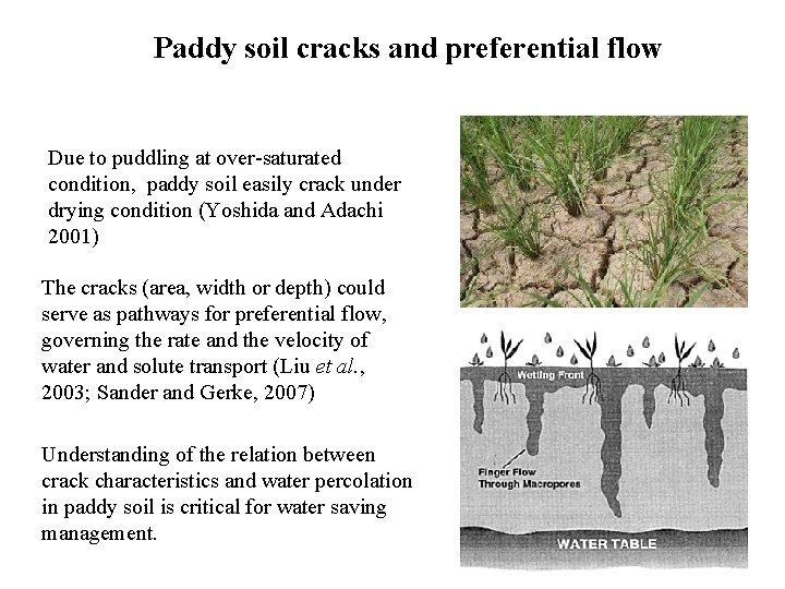 Paddy soil cracks and preferential flow Due to puddling at over-saturated condition, paddy soil
