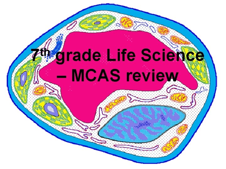 th 7 grade Life Science – MCAS review 