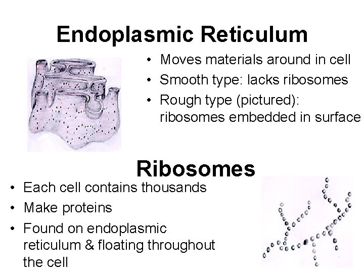 Endoplasmic Reticulum • Moves materials around in cell • Smooth type: lacks ribosomes •