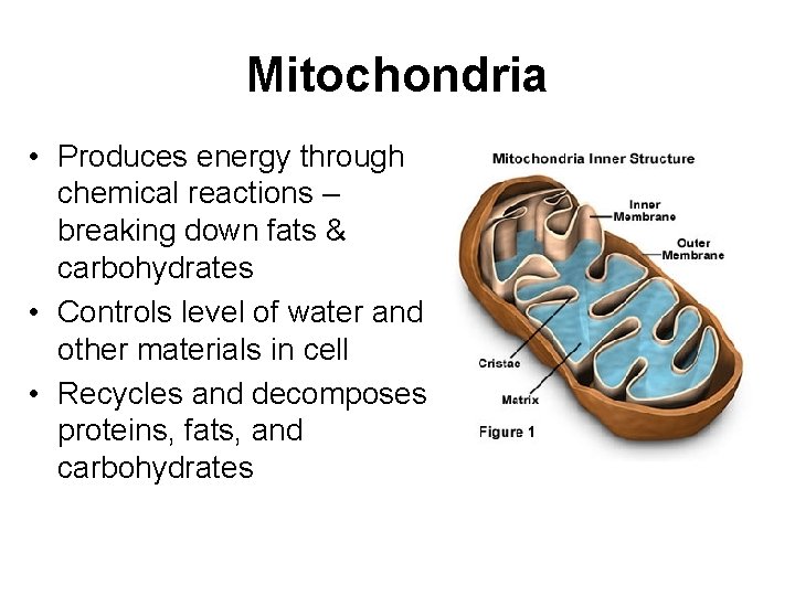 Mitochondria • Produces energy through chemical reactions – breaking down fats & carbohydrates •