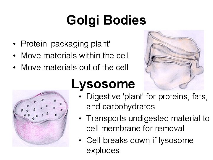 Golgi Bodies • Protein 'packaging plant' • Move materials within the cell • Move