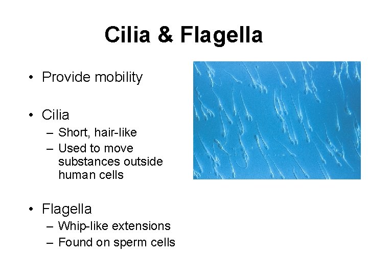 Cilia & Flagella • Provide mobility • Cilia – Short, hair-like – Used to