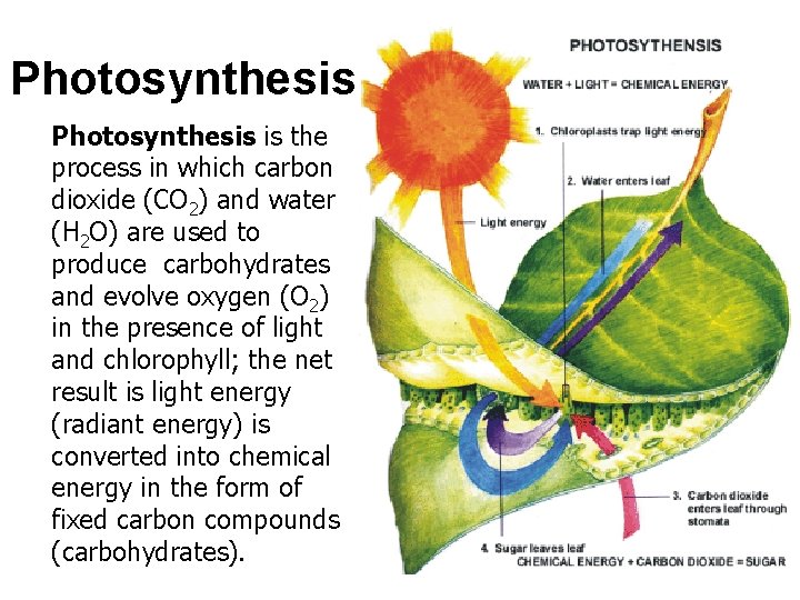 Photosynthesis is the process in which carbon dioxide (CO 2) and water (H 2