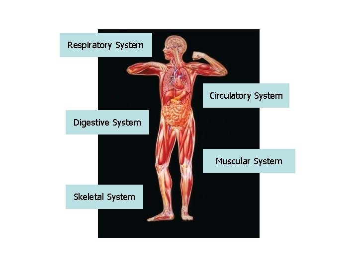 Respiratory System Circulatory System Digestive System Muscular System Skeletal System 