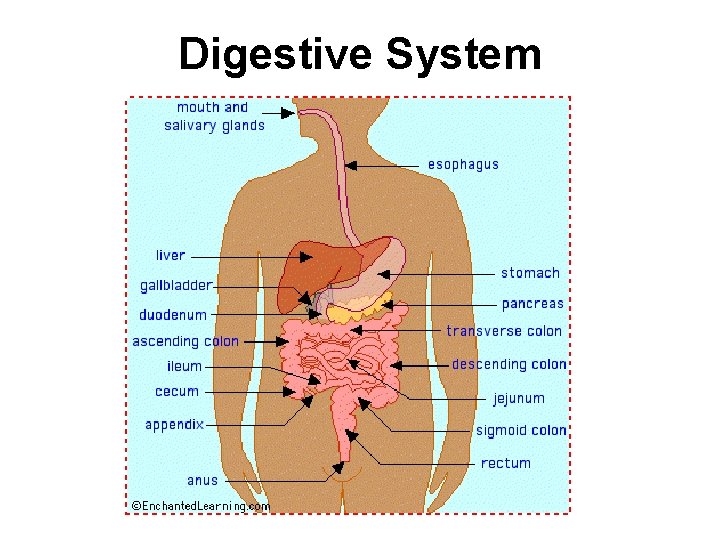 Digestive System 