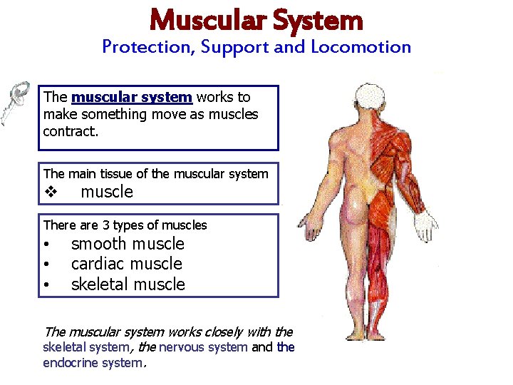 Muscular System Protection, Support and Locomotion The muscular system works to make something move